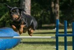 doggy day care in st augustine