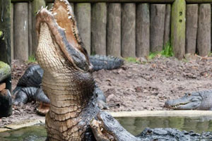 st augustine alligator farm