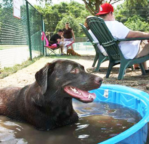  dog bath