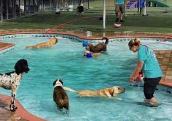 pet day care st augustine