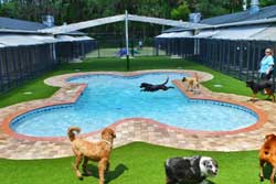 doggy day care in st augustine
