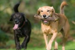 dog park in st augustine